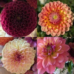 Dahlia Tuber Bundle of 5 - Grower's Choice - Lot of 5 Different Varieties